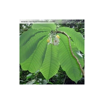 PASSIFLORA macrophylla „Stromová mučenka“ 3 semena