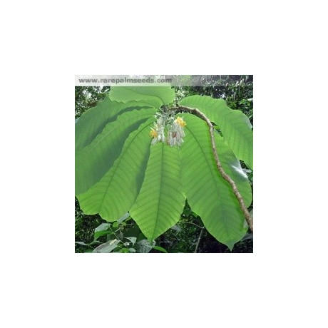 PASSIFLORA macrophylla „Stromová mučenka“ 3 semena