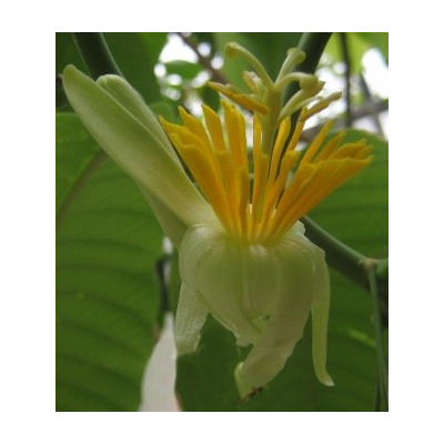 PASSIFLORA macrophylla „Stromová mučenka“ 3 semena