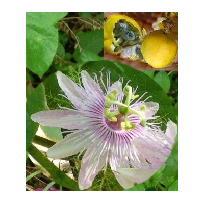 PASSIFLORA foetida 3 semena