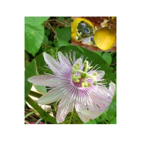 PASSIFLORA foetida 3 semena