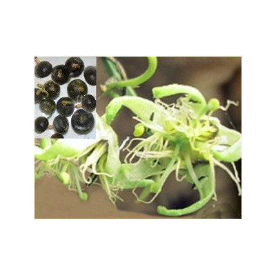 PASSIFLORA sp. (Tiny Star) 3 semena  