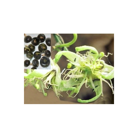 PASSIFLORA sp. (Tiny Star) 3 semena  