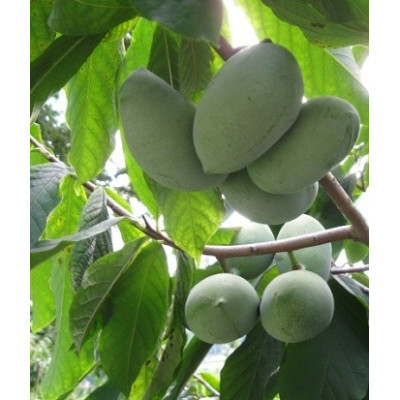ASIMINA triloba "Paw Paw, Indiánský banán“ 3 semena