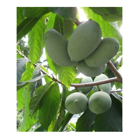 ASIMINA triloba "Paw Paw, Indiánský banán“ 3 semena