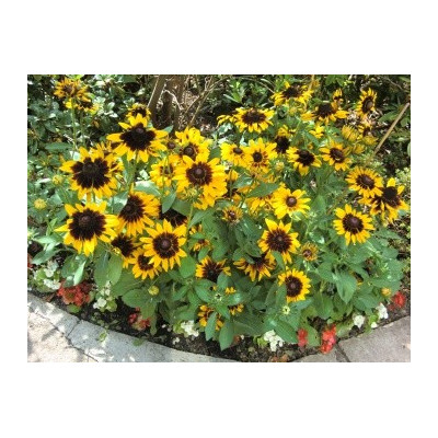 RUDBECKIA hirta Sonora 25 semen