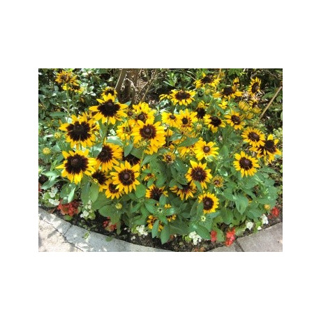 RUDBECKIA hirta Sonora 25 semen