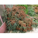 COTONEASTER horizontalis 30 semen 