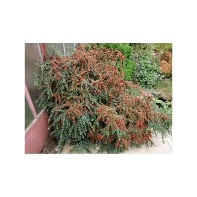 COTONEASTER horizontalis 30 semen 