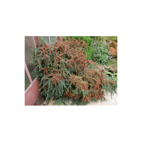 COTONEASTER horizontalis 30 semen 