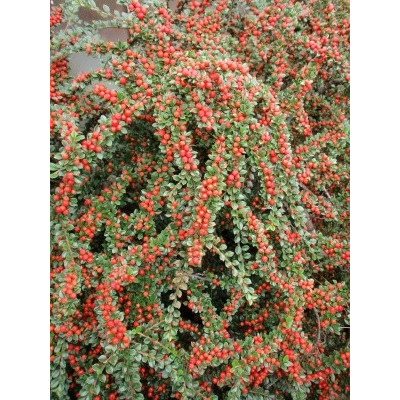 COTONEASTER horizontalis 30 semen 