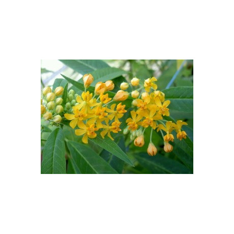 ASCLEPIAS curassavica Silky Gold 20 semen