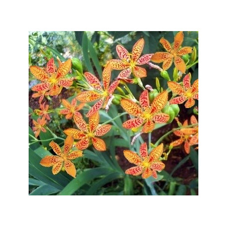 BELAMCANDA chinensis "Leopardí lilie" 5 semen