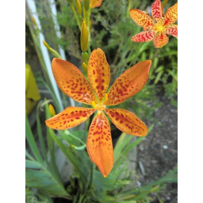 BELAMCANDA chinensis "Leopardí lilie" 5 semen