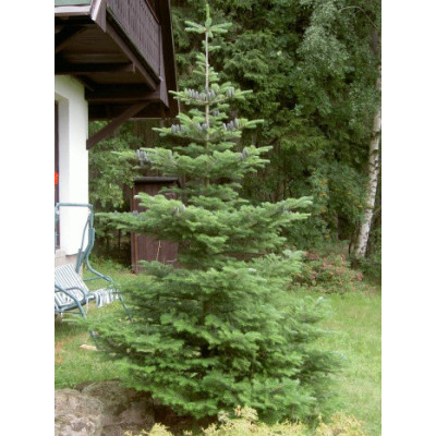 ABIES koreana 15 semen