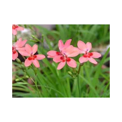 LAPEIROUSIA laxa 10 semen