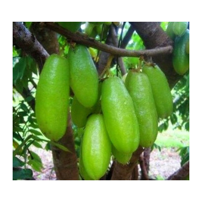 AVERRHOA bilimbi 5 semen "Okurkový strom"