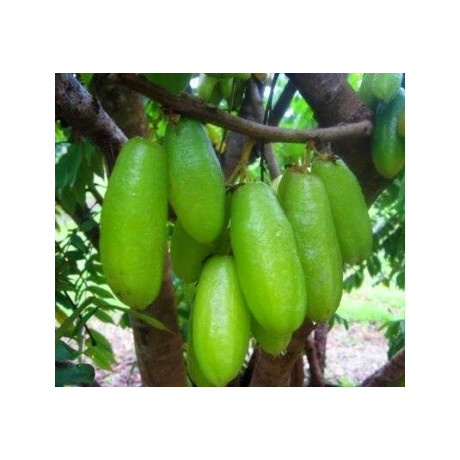 AVERRHOA bilimbi 5 semen "Okurkový strom"