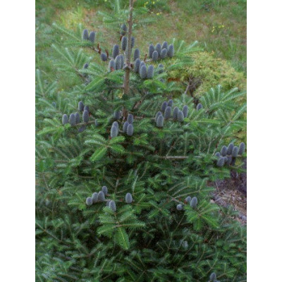 ABIES koreana 15 semen