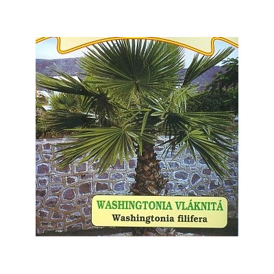 WASHINGTONIA filifera 5 semen
