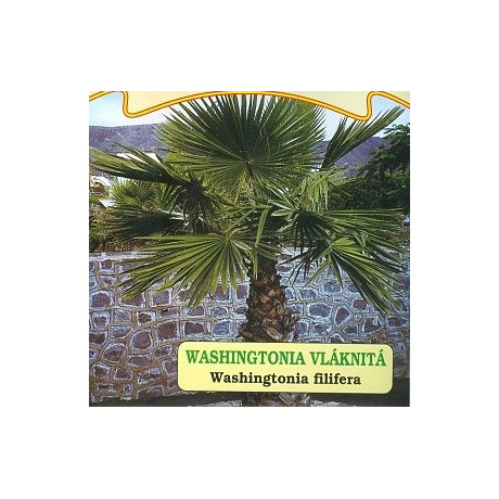 WASHINGTONIA filifera 5 semen