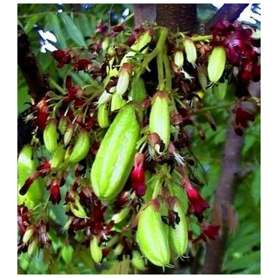 AVERRHOA bilimbi 5 semen "Okurkový strom"