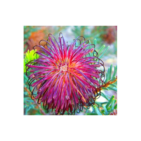 BANKSIA violacea 4 semena