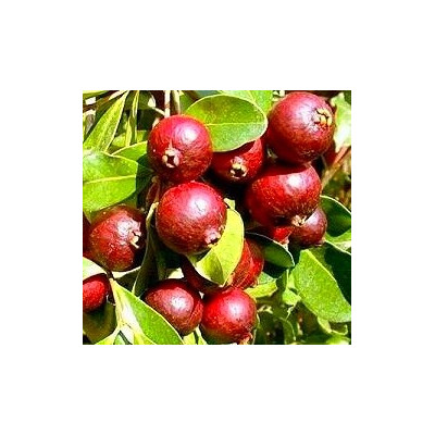 BOROJOA patinoi "Boroja" 7 semen