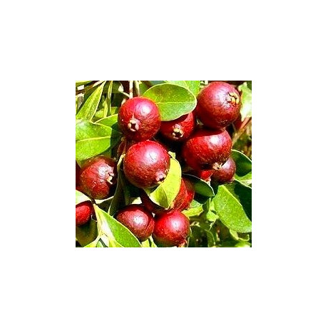 BOROJOA patinoi "Boroja" 7 semen