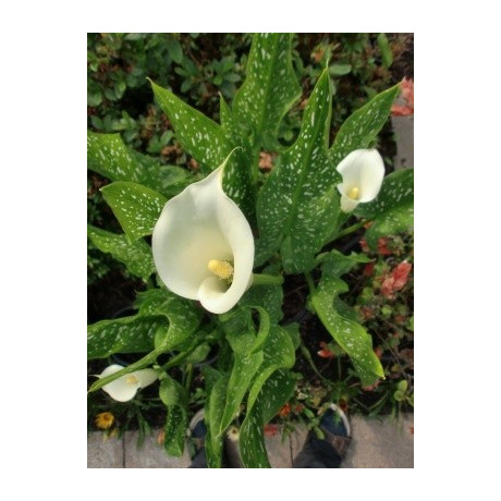 ZANTEDESCHIA albomaculata 5 semen