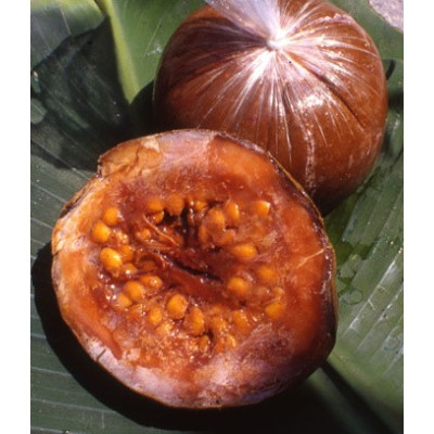 BOROJOA patinoi "Boroja" 7 semen