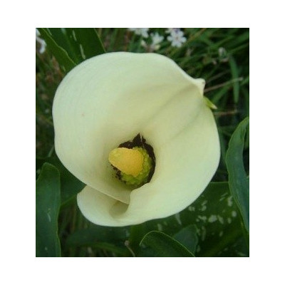 ZANTEDESCHIA albomaculata 5 semen