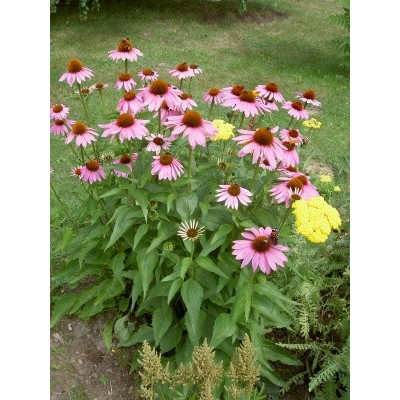 ECHINACEA purpurea Karmínově růžová 30 semen