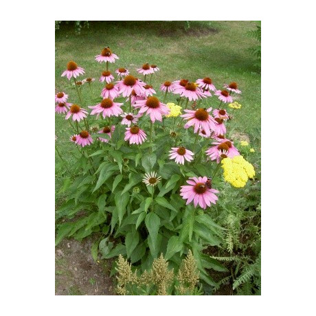 ECHINACEA purpurea Karmínově růžová 30 semen