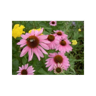 ECHINACEA purpurea Karmínově růžová 30 semen