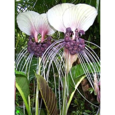 TACCA integrifolia 5 semen