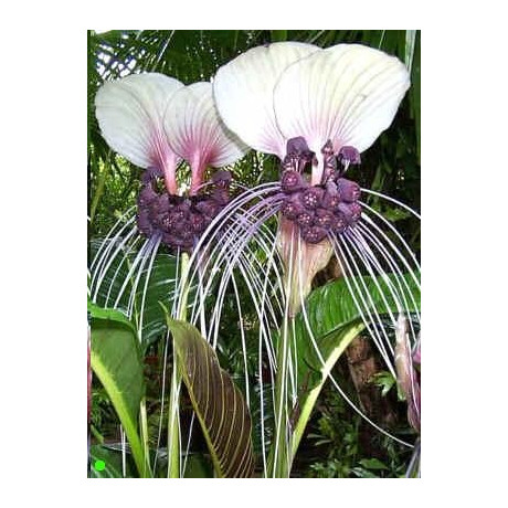 TACCA integrifolia 5 semen