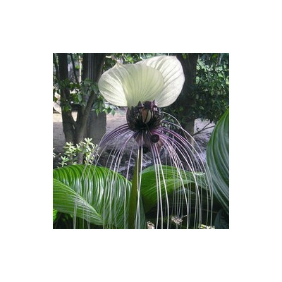TACCA integrifolia Nivea 5 semen