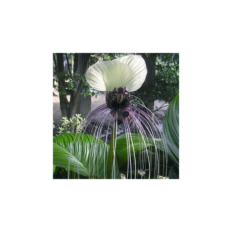TACCA integrifolia Nivea 5 semen