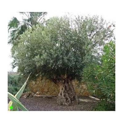 OLEA europaea 5 semen