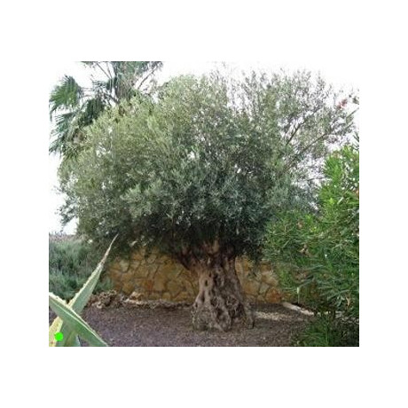 OLEA europaea 5 semen