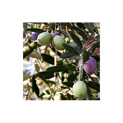 OLEA europaea 5 semen