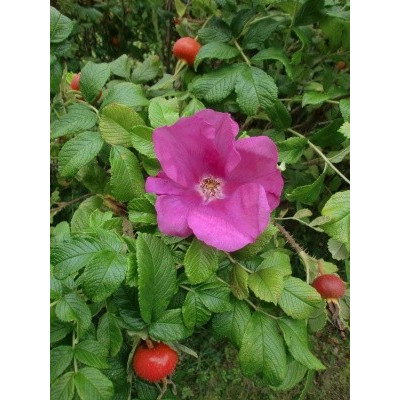 ROSA rugosa 50 semen