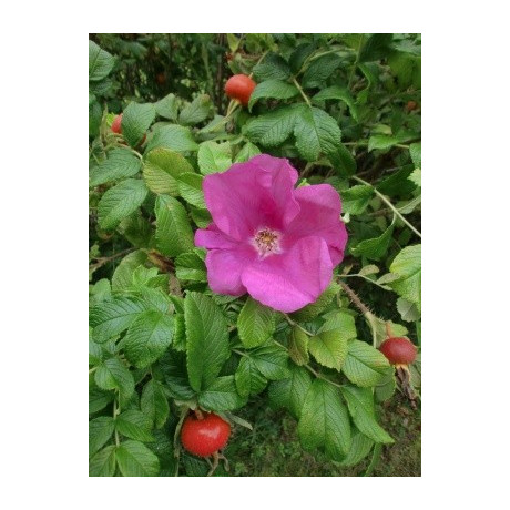 ROSA rugosa 50 semen
