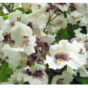CATALPA bignonioides 30 semen