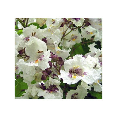 CATALPA bignonioides 30 semen