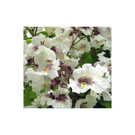 CATALPA bignonioides 30 semen