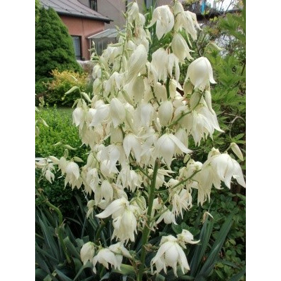 YUCCA filamentosa 8 semen