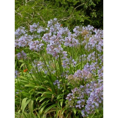 AGAPANTHUS africanus Blue "Kalokvět" 10 semen