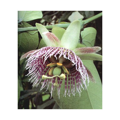 PASSIFLORA ligularis "Sweet Grenadilla"  5 semen
